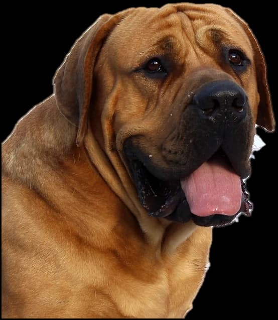 A happy brown dog with its tongue out